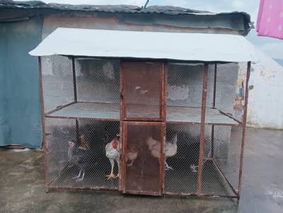 Hens Cage , Pinjara For Sale , Iron Cage