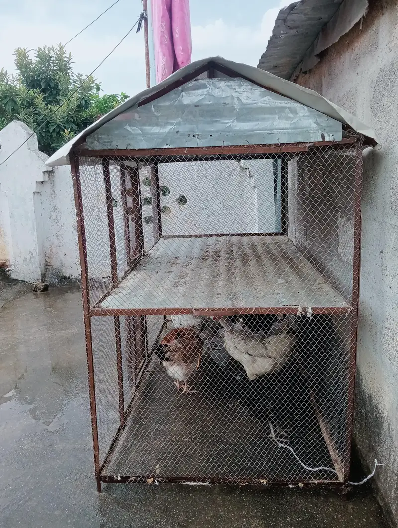 Hens Cage , Pinjara For Sale , Iron Cage — photo 2