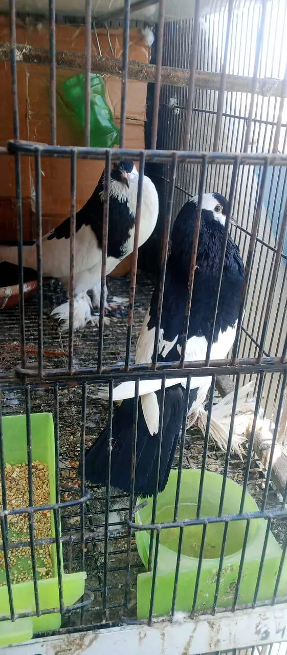 Megpai — photo 3