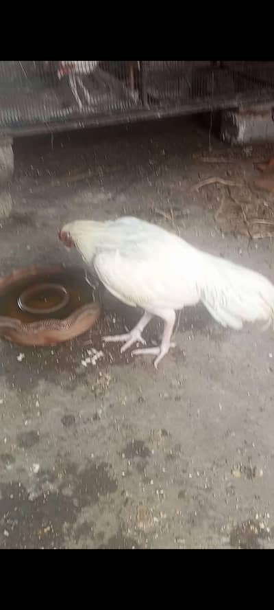 heera eggs