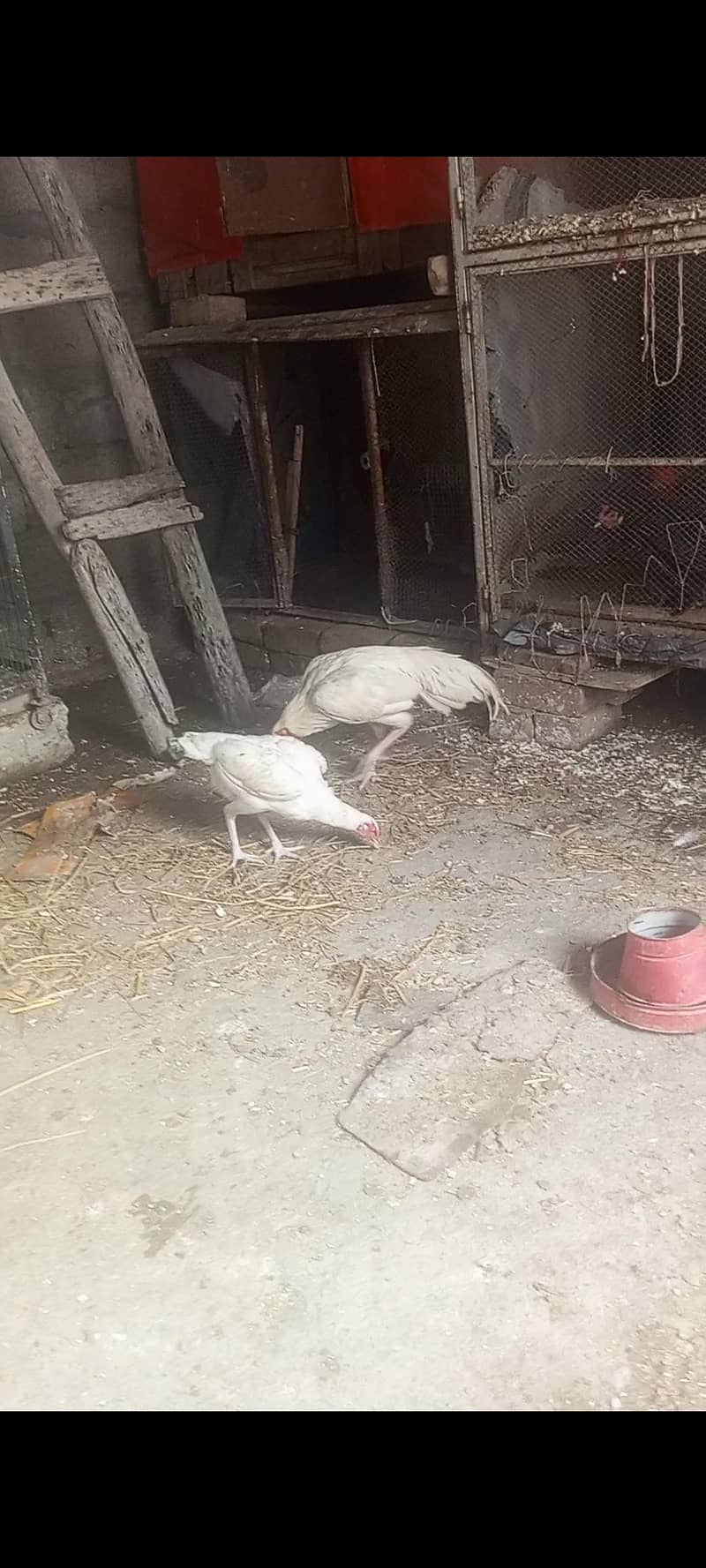heera eggs 1