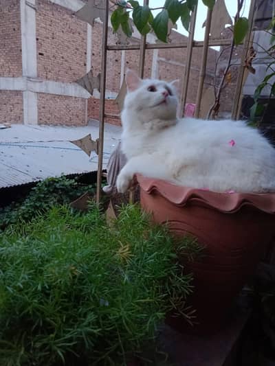 pure white color male 09 months Little home trained
