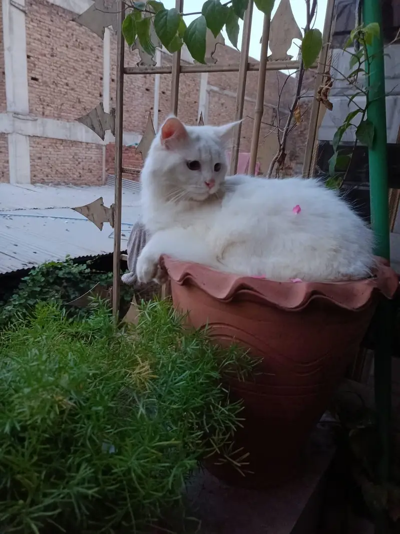 pure white color male 09 months Little home trained — photo 2