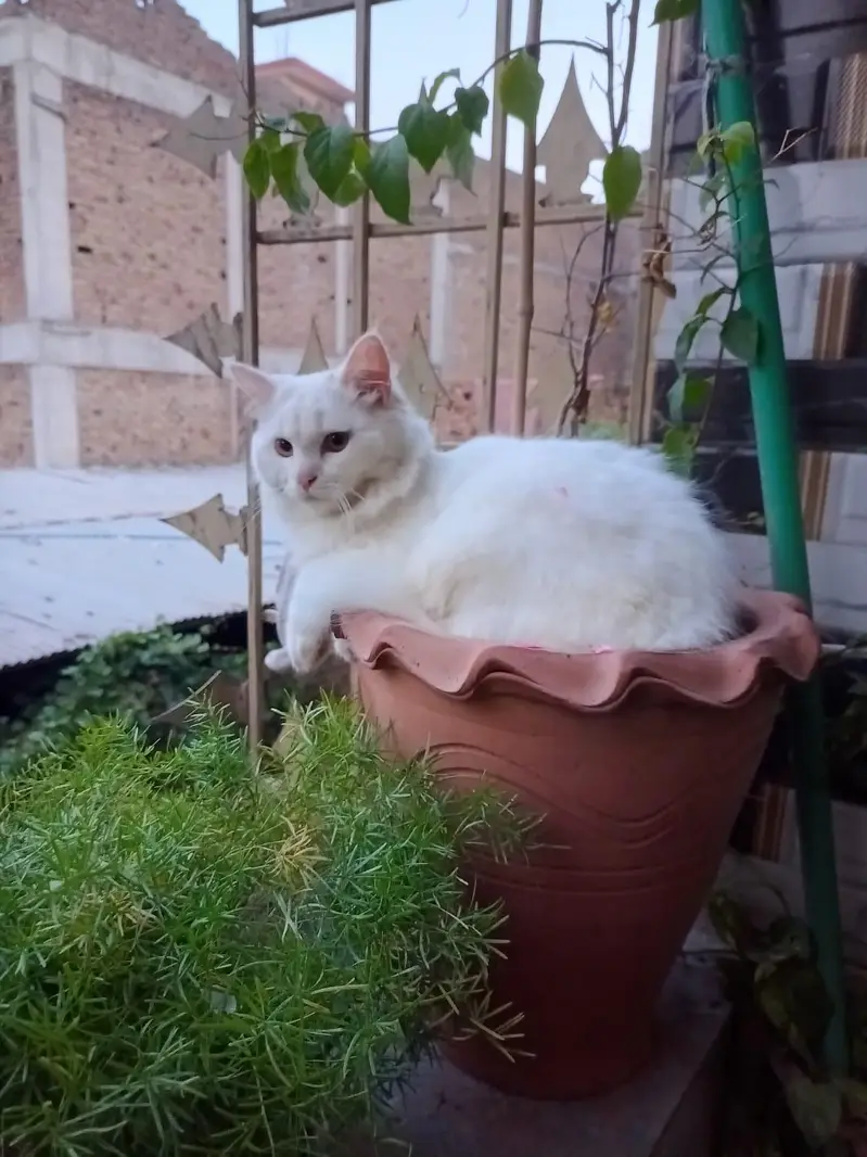 pure white color male 09 months Little home trained — photo 3