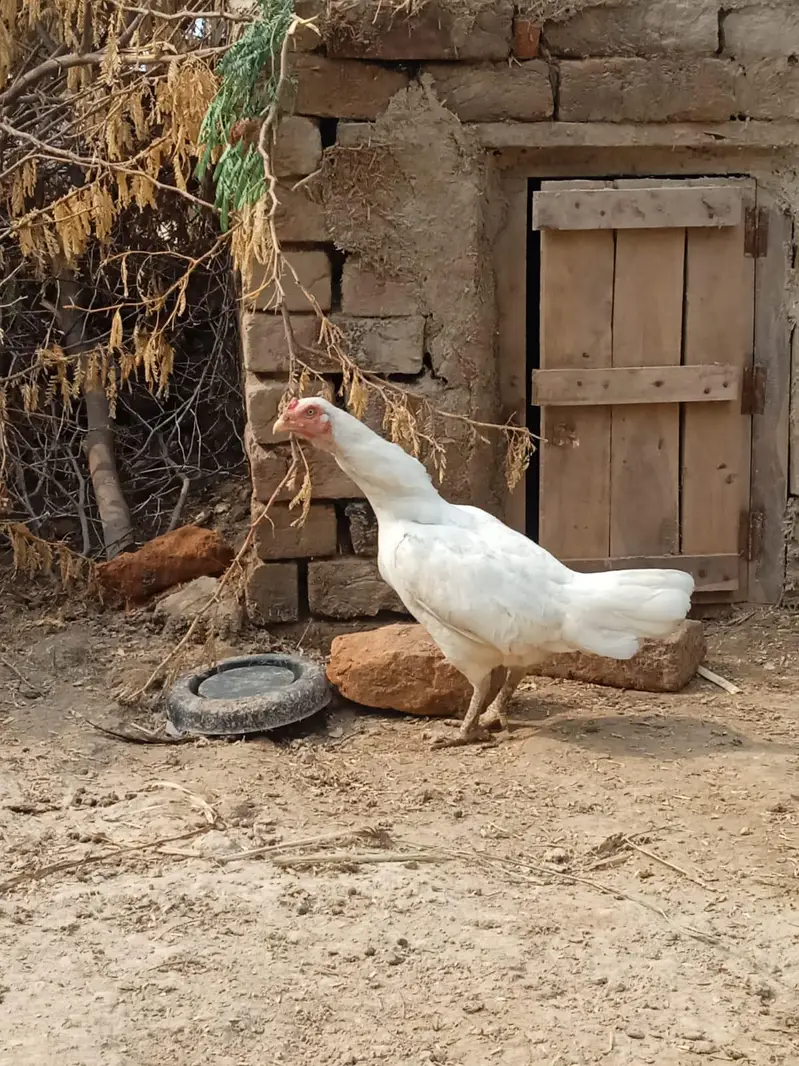 Faisalabad — photo 2