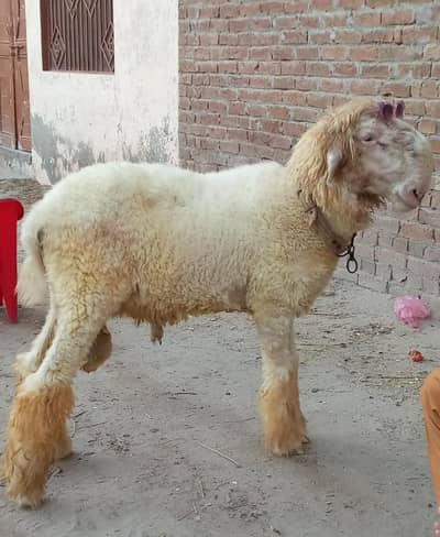 Beautiful & Healthy Male Sheep / For Sale