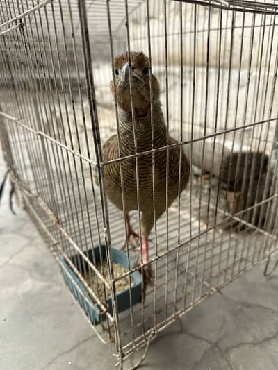 1 dakhni breeder pair , 1 dakhni breeder male , 1 irani male