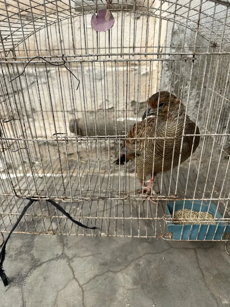 1 dakhni breeder pair , 1 dakhni breeder male , 1 irani male — photo 2