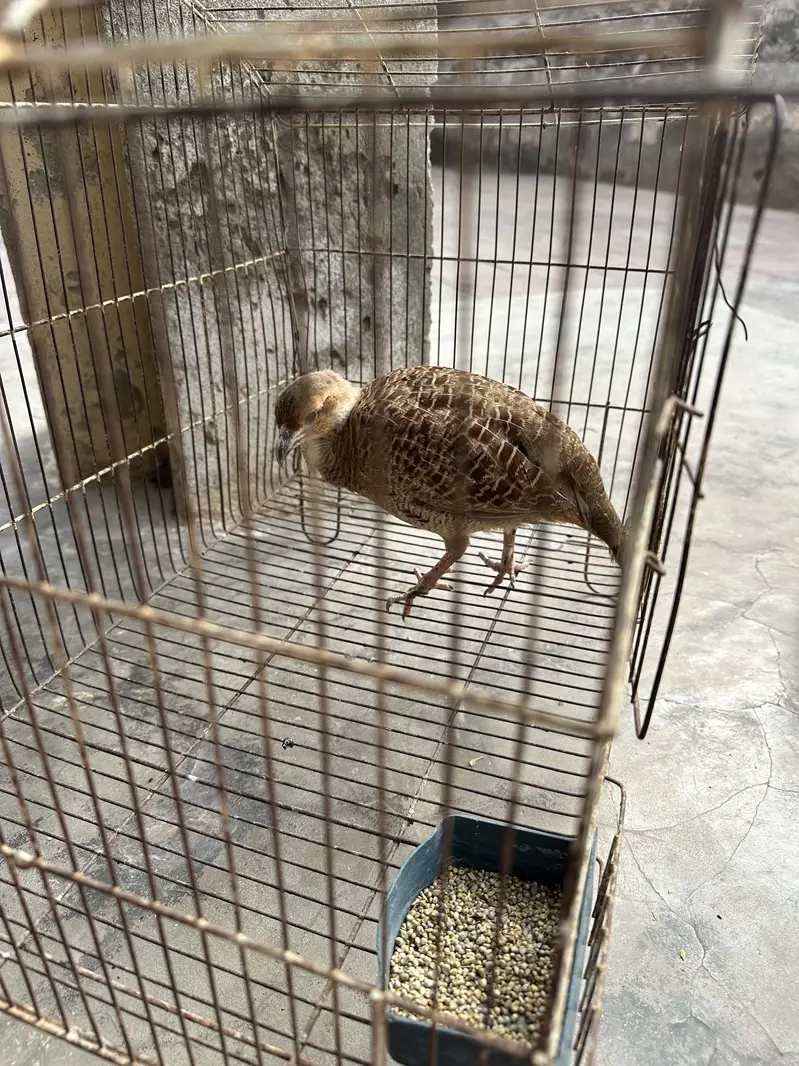 1 dakhni breeder pair , 1 dakhni breeder male , 1 irani male — photo 3