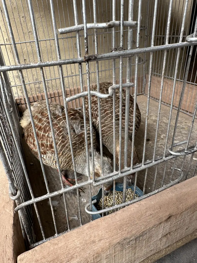 1 dakhni breeder pair , 1 dakhni breeder male , 1 irani male — photo 4