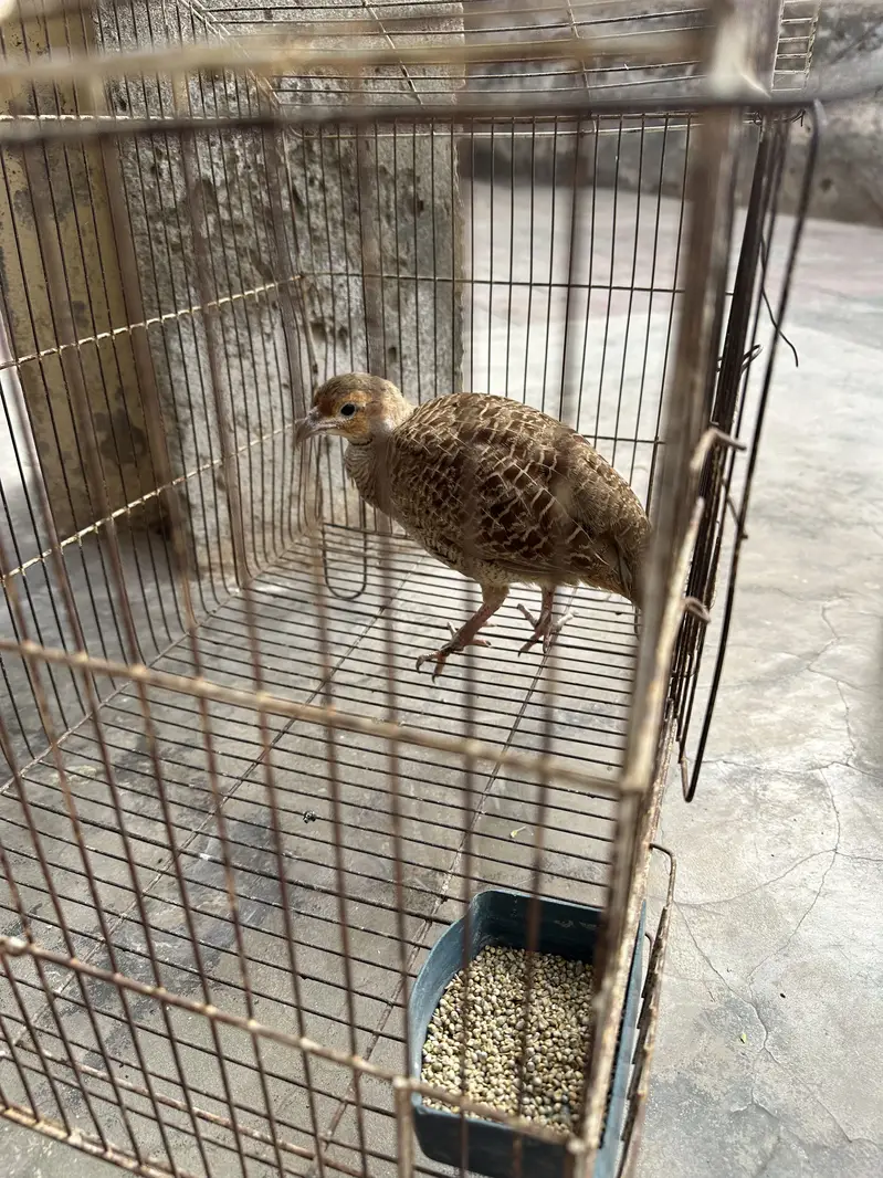 1 dakhni breeder pair , 1 dakhni breeder male , 1 irani male — photo 6