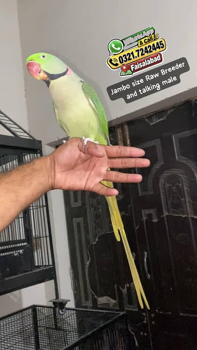 Hand tamed Talking male