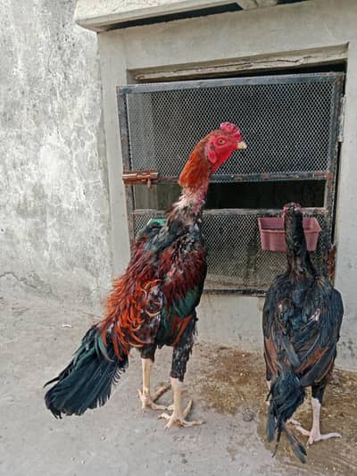 breeder shamo