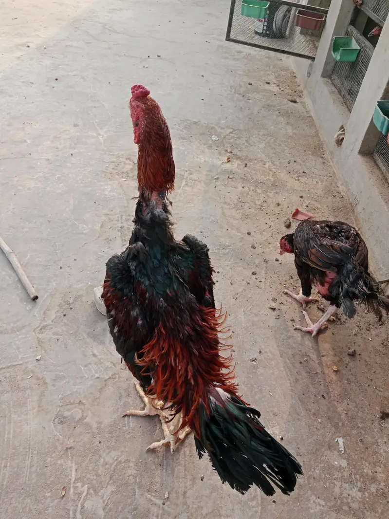 breeder shamo — photo 2