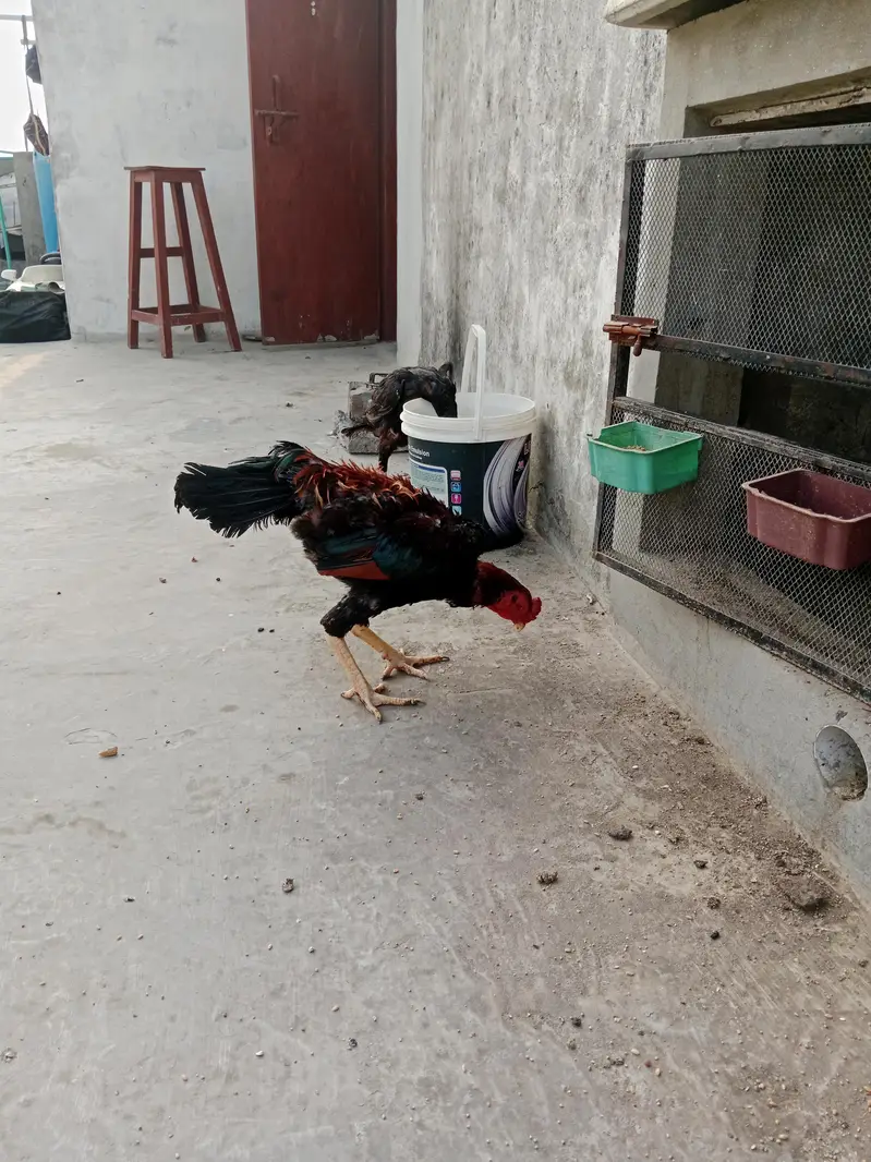 breeder shamo — photo 3