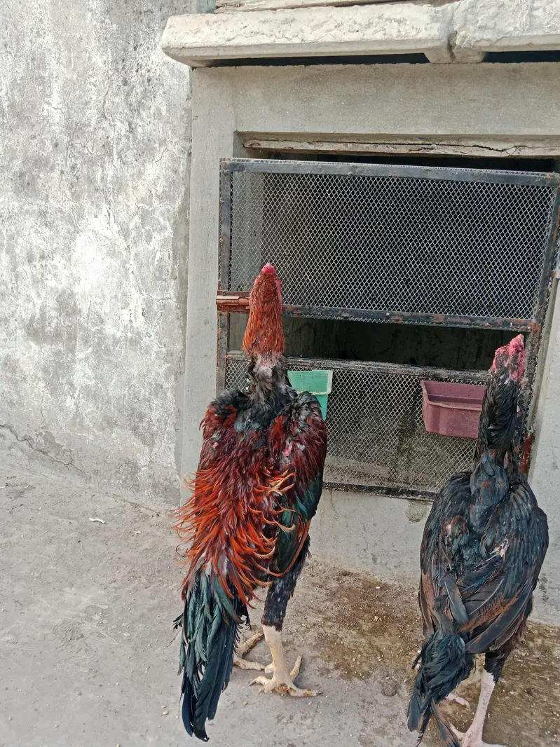 breeder shamo — photo 4