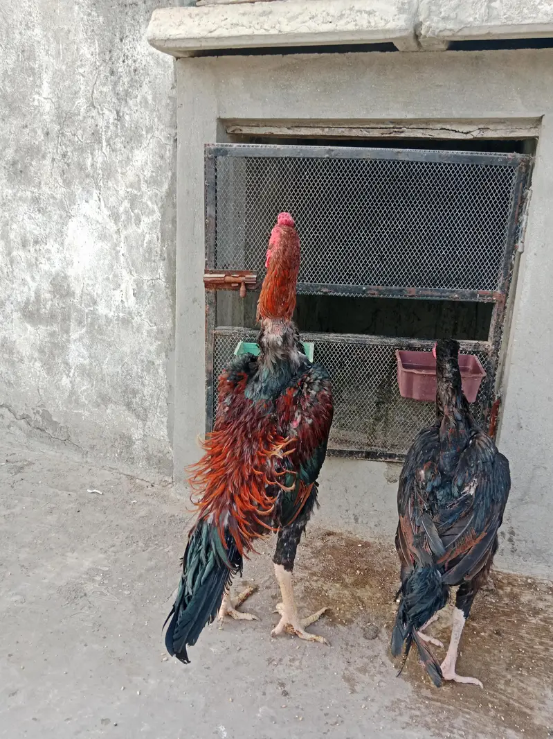breeder shamo — photo 5