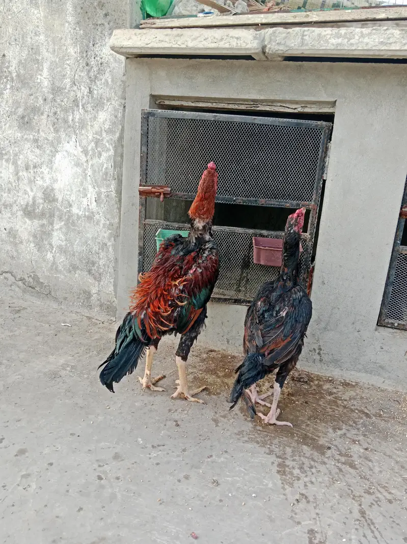 breeder shamo — photo 6