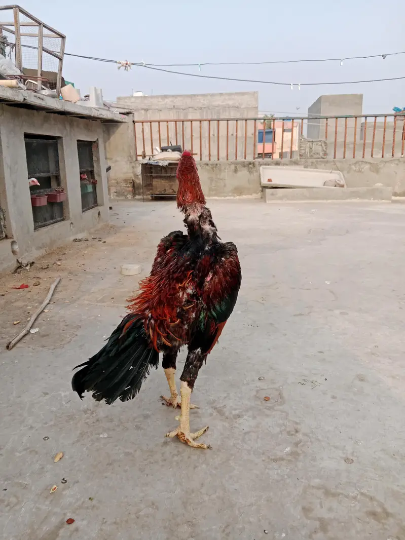 breeder shamo — photo 7