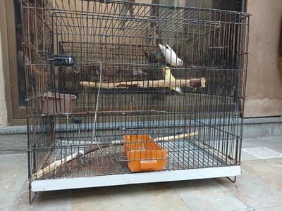 Healthy birds For Sale