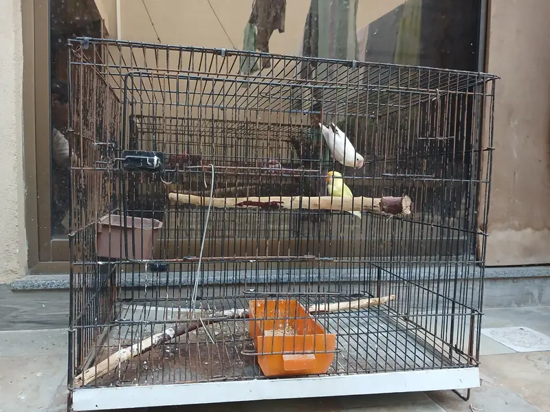 Healthy birds For Sale — photo 2