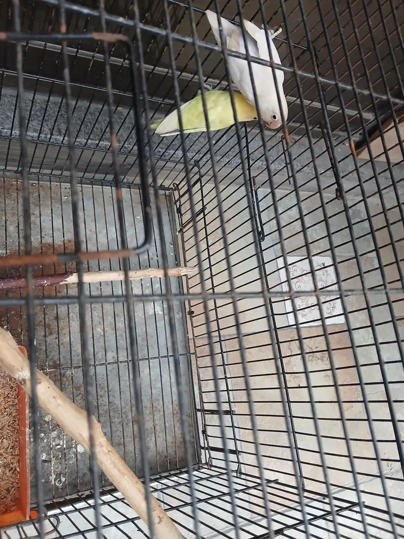 Healthy birds For Sale — photo 3