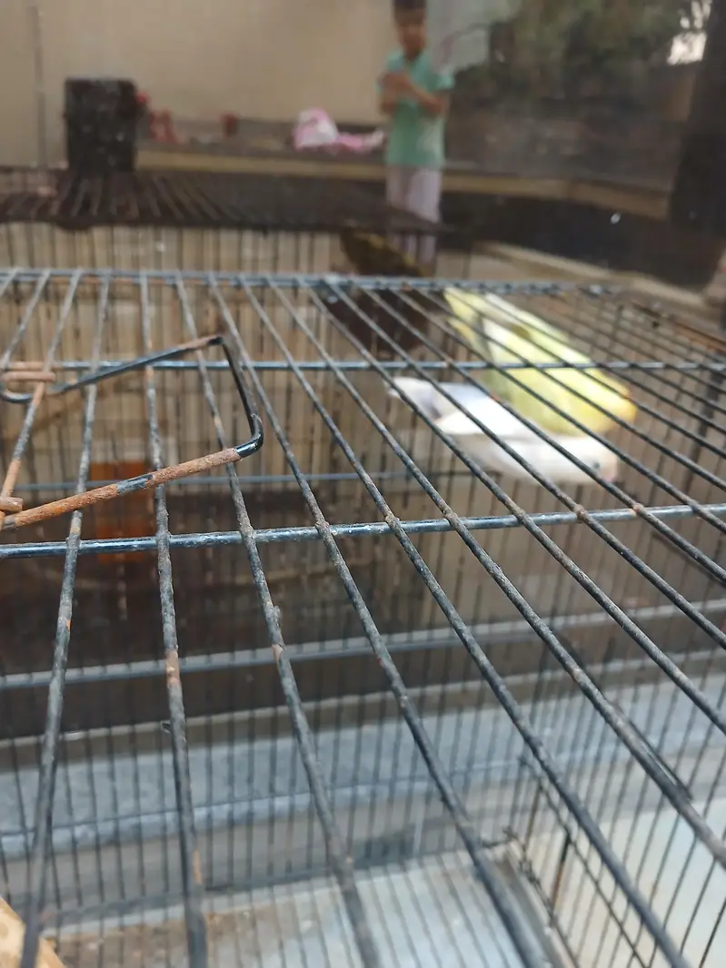 Healthy birds For Sale — photo 4