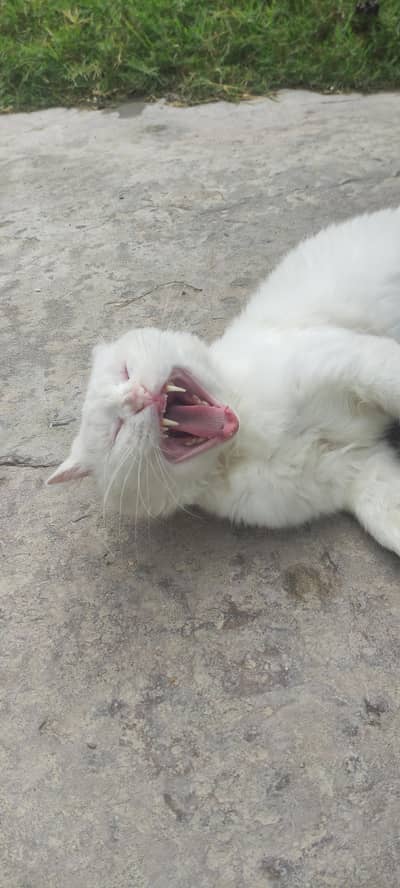 Persian cat Gary eyes
