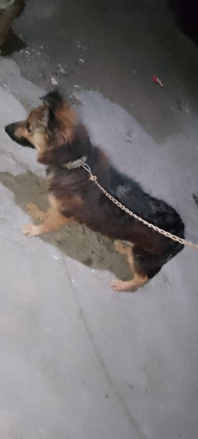 German shepherd lovers ka liy shokin hazrat rabta kara