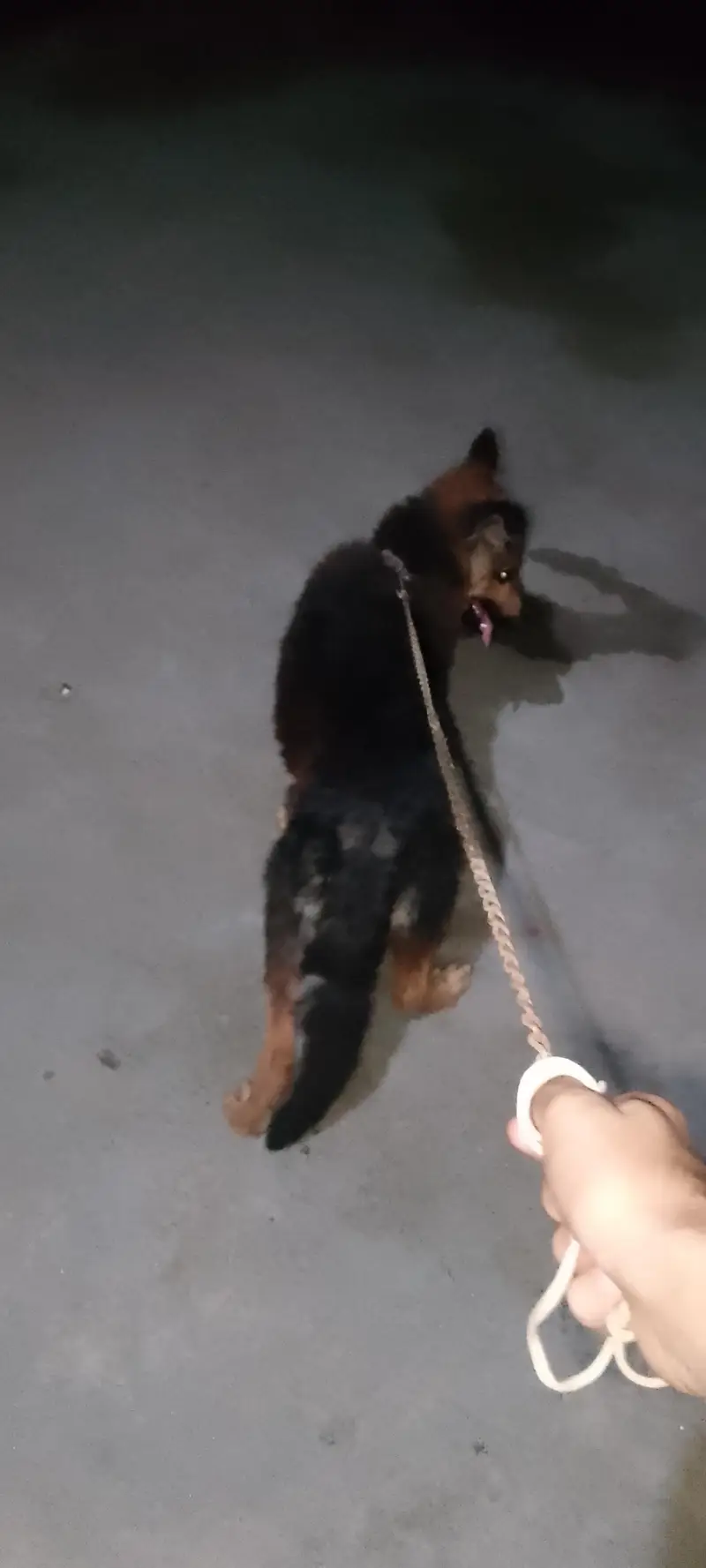 German shepherd lovers ka liy shokin hazrat rabta kara — photo 2