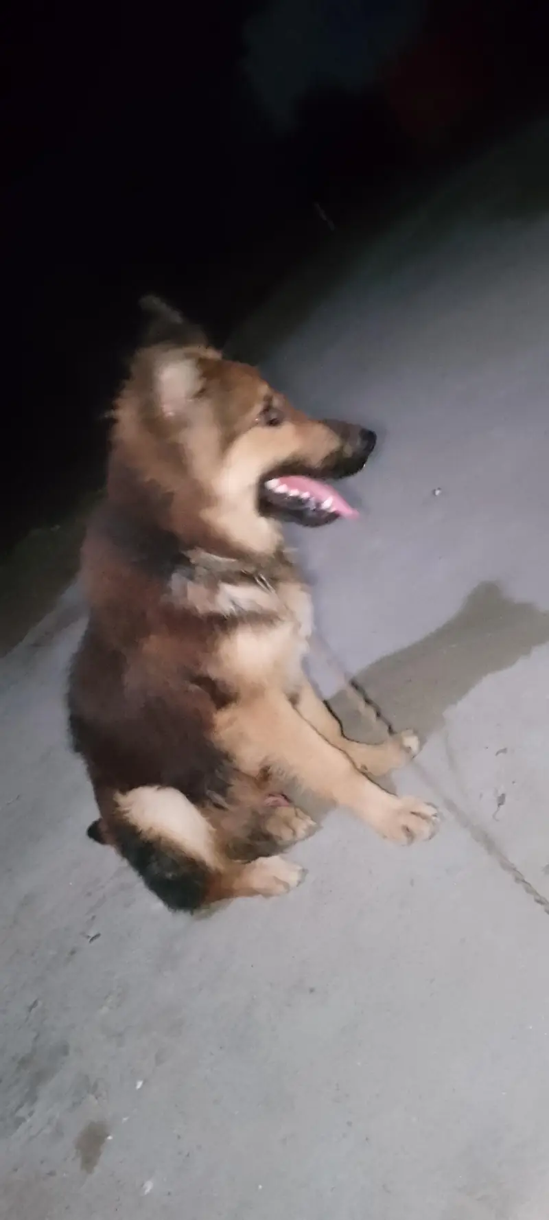 German shepherd lovers ka liy shokin hazrat rabta kara — photo 3