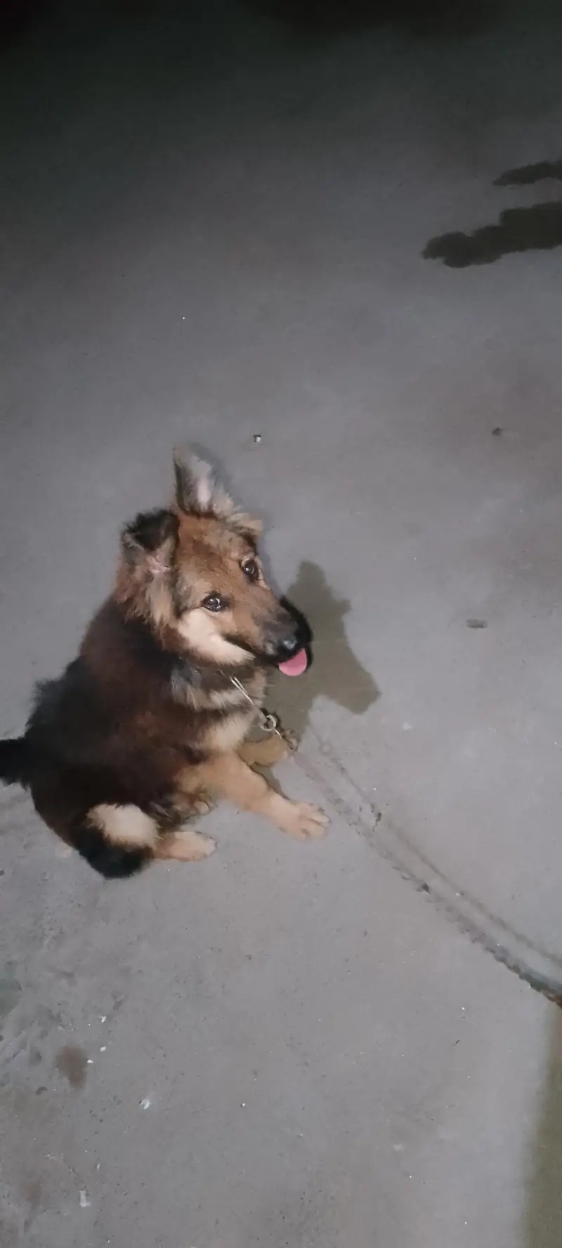 German shepherd lovers ka liy shokin hazrat rabta kara — photo 4