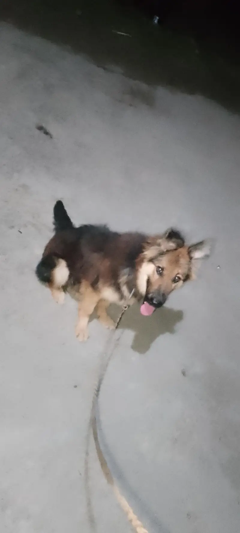 German shepherd lovers ka liy shokin hazrat rabta kara — photo 5