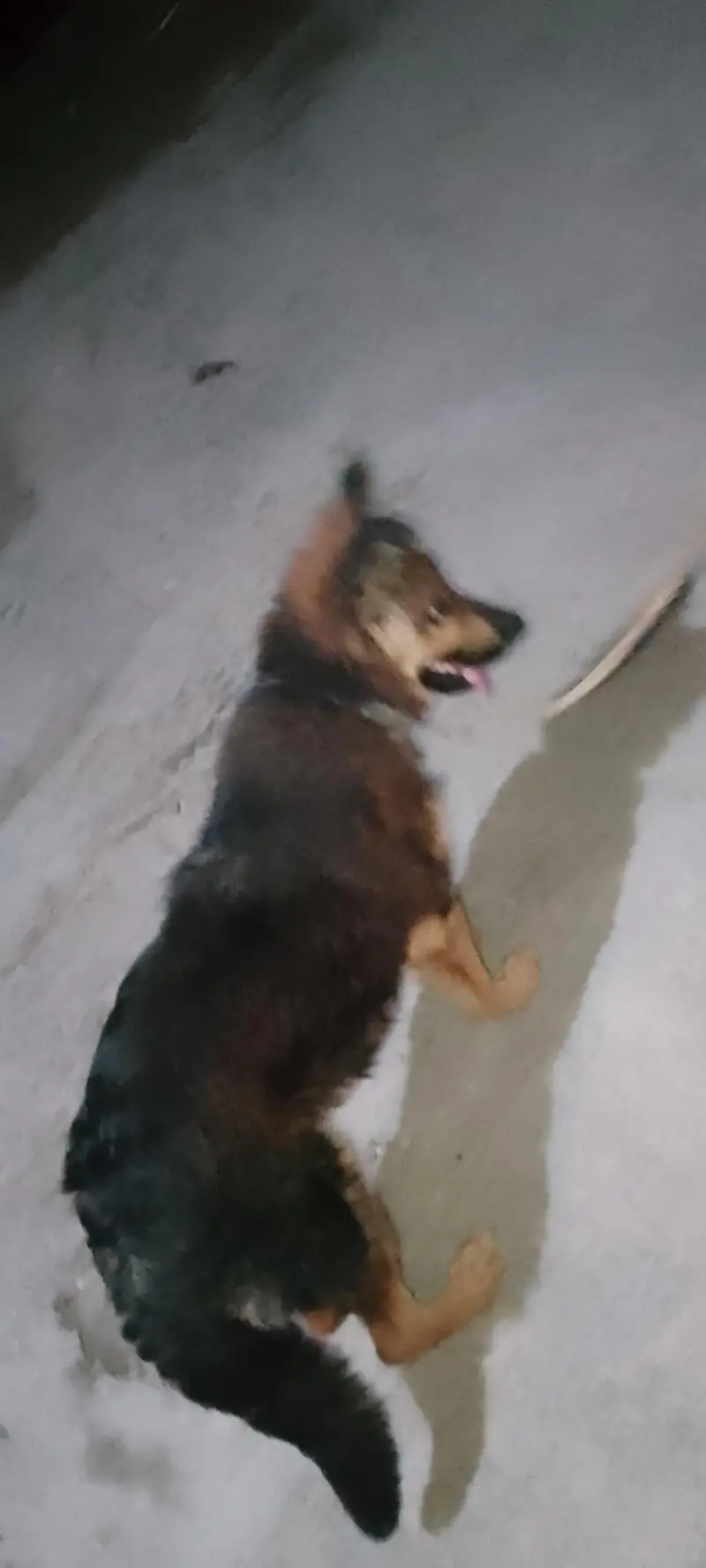 German shepherd lovers ka liy shokin hazrat rabta kara — photo 6