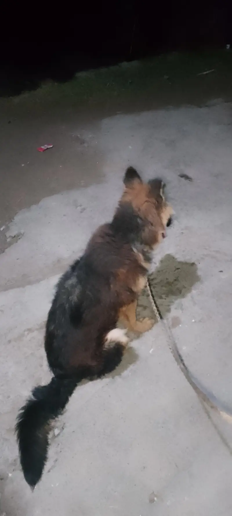German shepherd lovers ka liy shokin hazrat rabta kara — photo 7