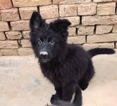 German Shepherd black bilkul active for sale