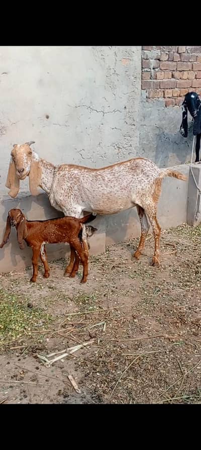 makhi cheeni bakri with male baby