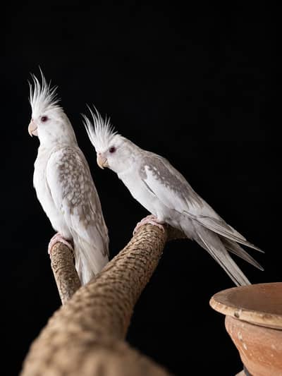 Fallow Cockatiel Breeder Pair
