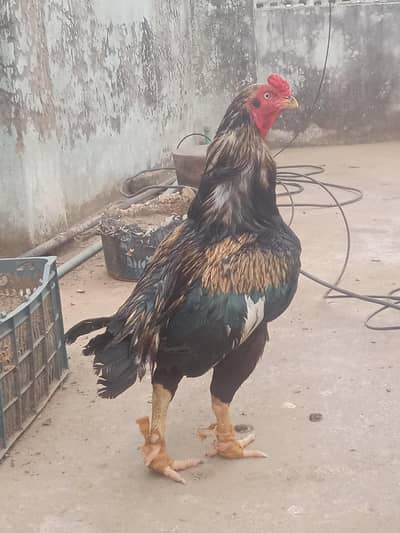 Aseel murga & Murgyan for sale