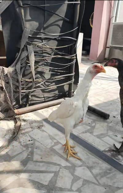 White Shamo german pair