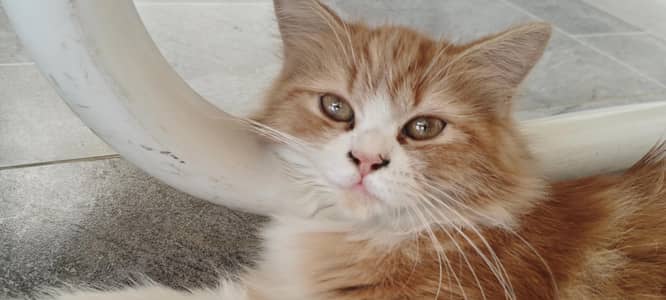 4 month cute kitten