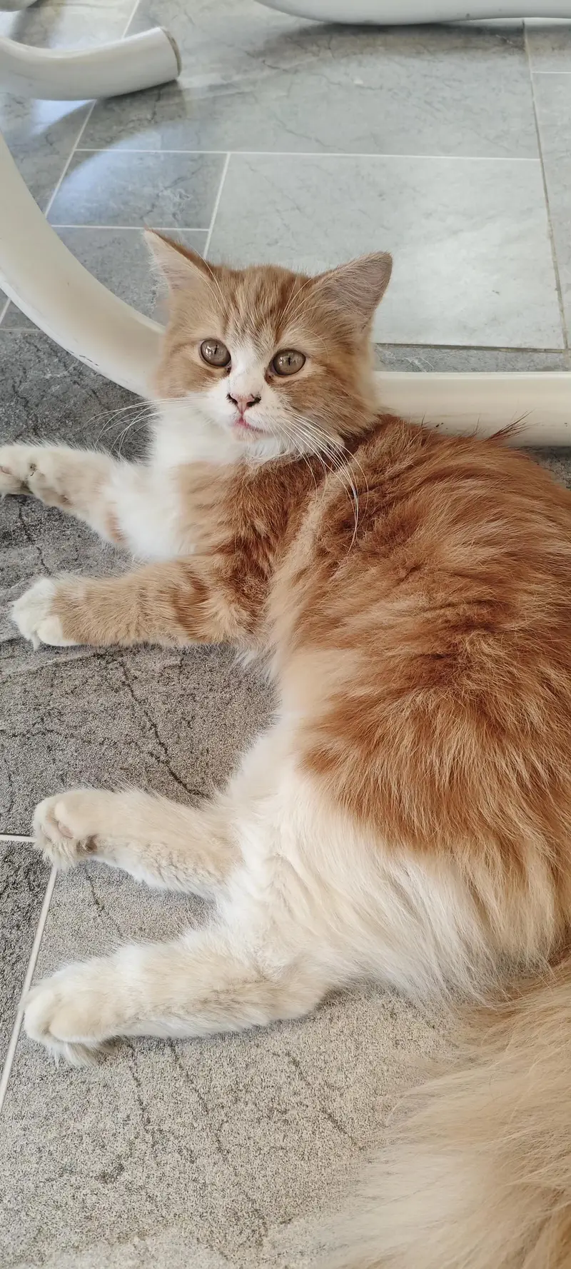 4 month cute kitten — photo 3