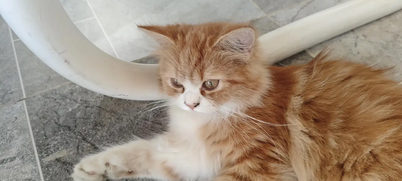 4 month cute kitten — photo 4