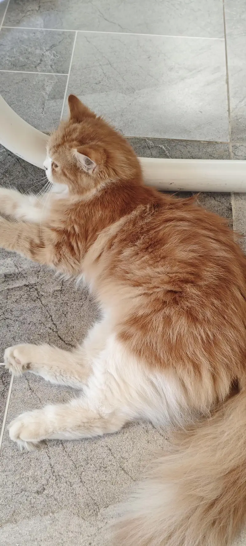4 month cute kitten — photo 5