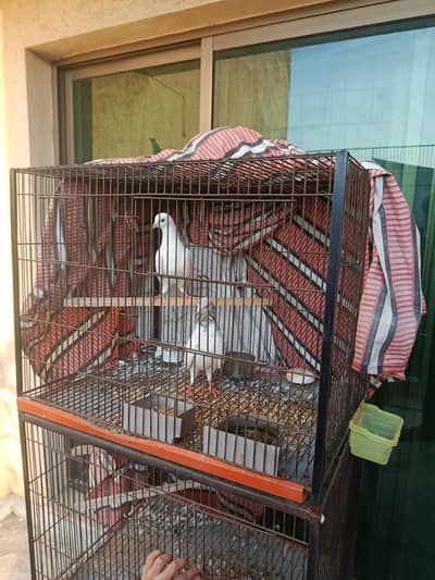 kabootar for sale