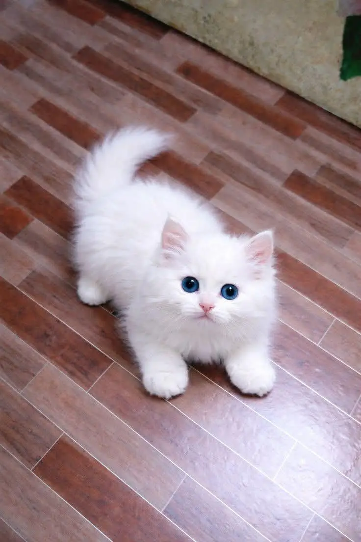 Persian Female kitten for sale — photo 2