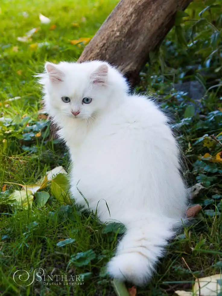 Persian Female kitten for sale — photo 3