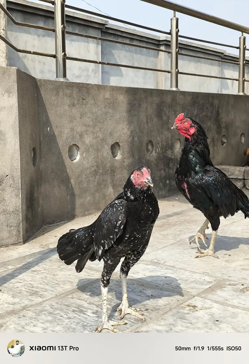 Miya wali Female — photo 2