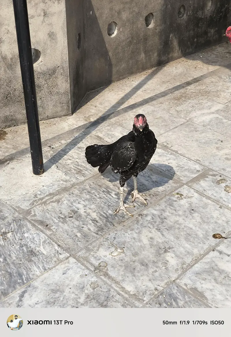Miya wali Female — photo 3