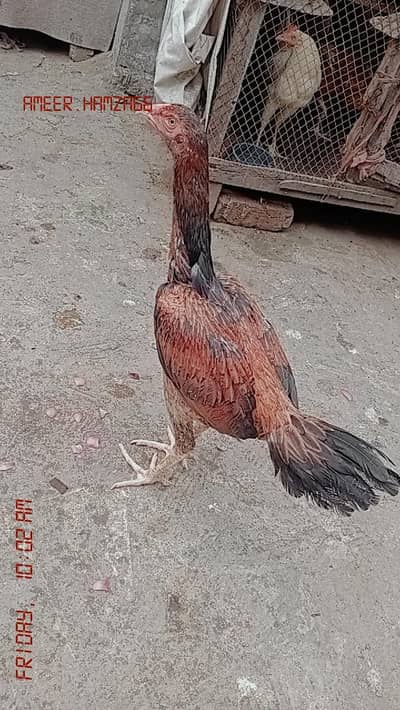 shamo cros pair age 5 month for sale loct gujranwala ph no 03246486506